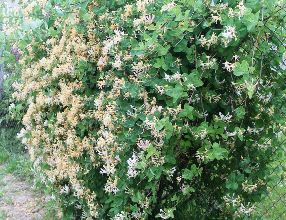 Каприфоль Лиана