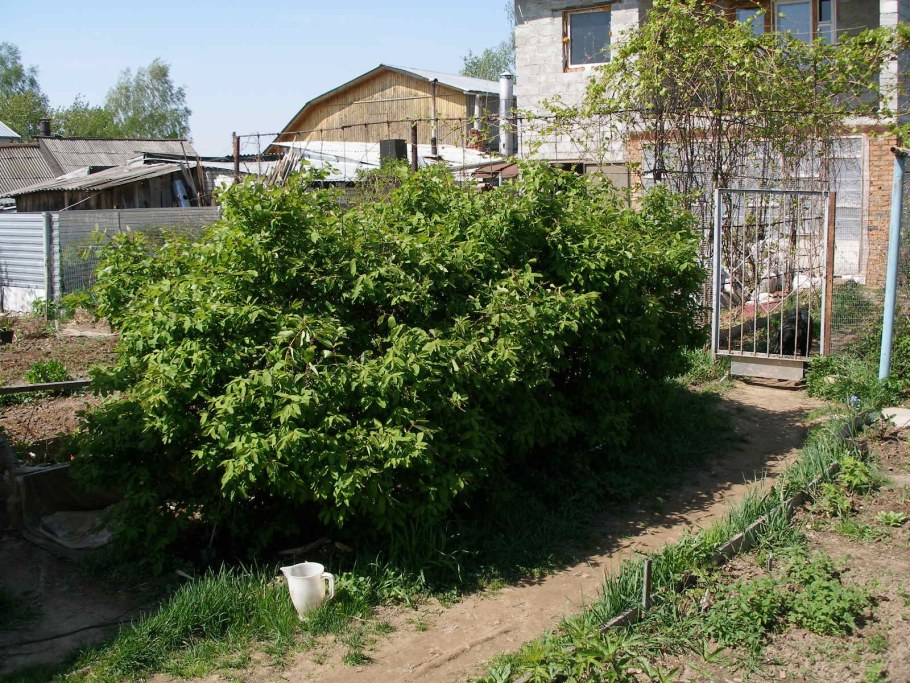 Жимолость съедобная Гжелка