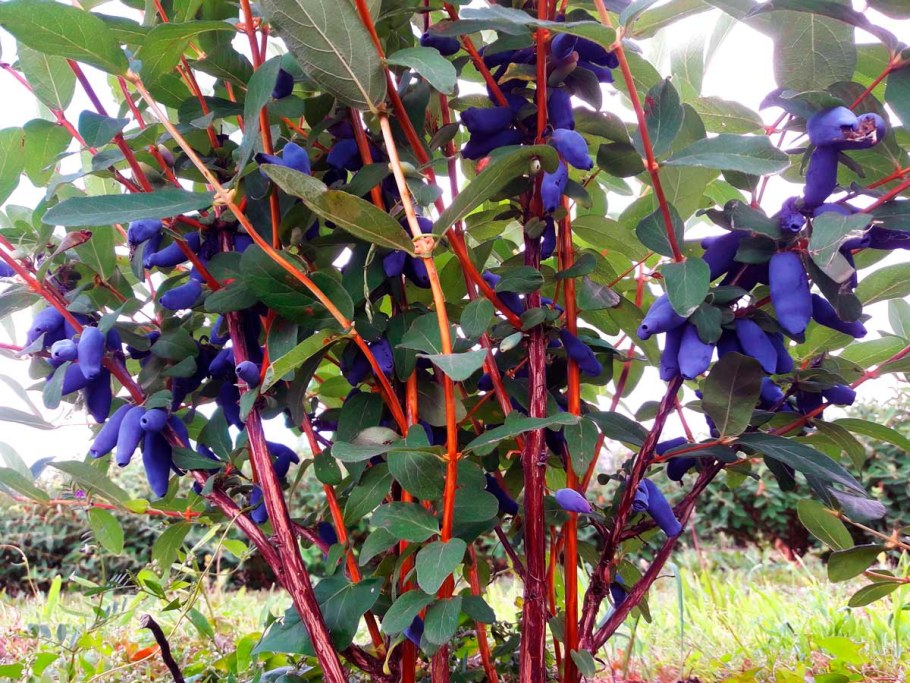 Жимолость Камчадалка куст