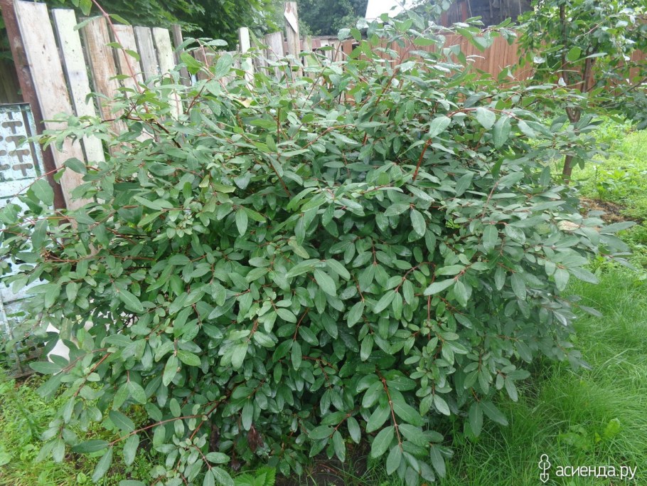 Жимолость плодовая куст