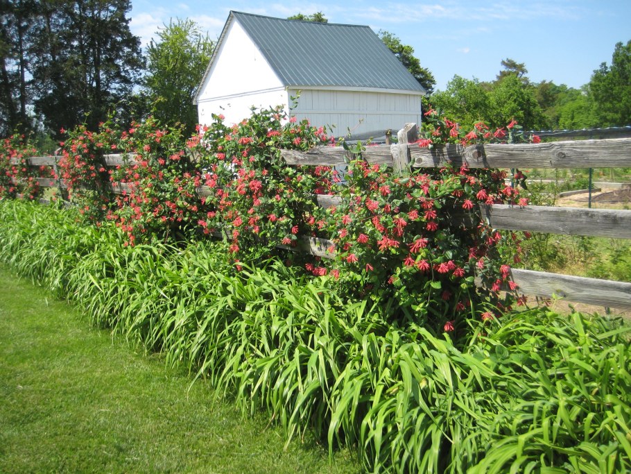 Каприфоль Живая изгородь