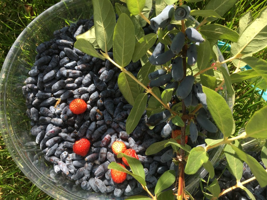 Жимолость ягода