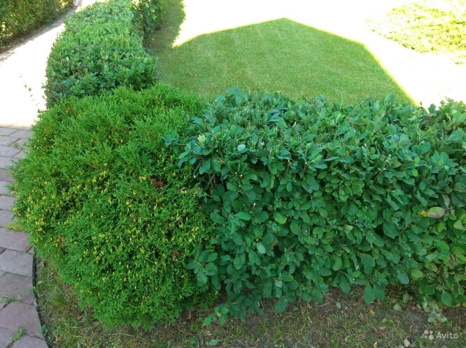 Барбарис Тунберга зеленый изгородь