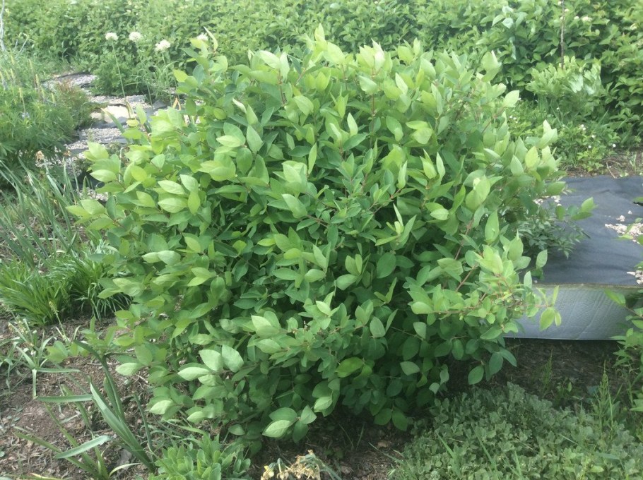 Жимолость съедобная изгородь