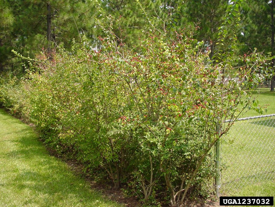 Жимолость Маака