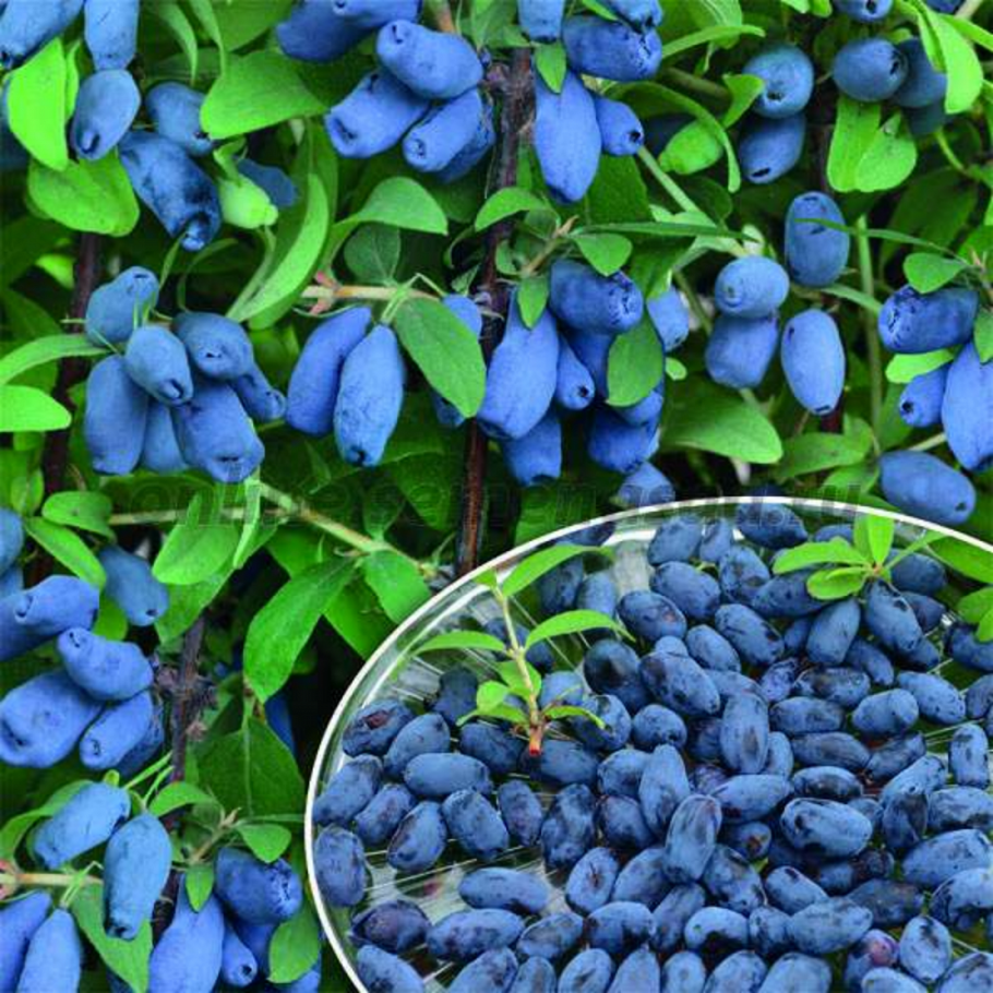 Жимолость съедобная жимолость съедобная