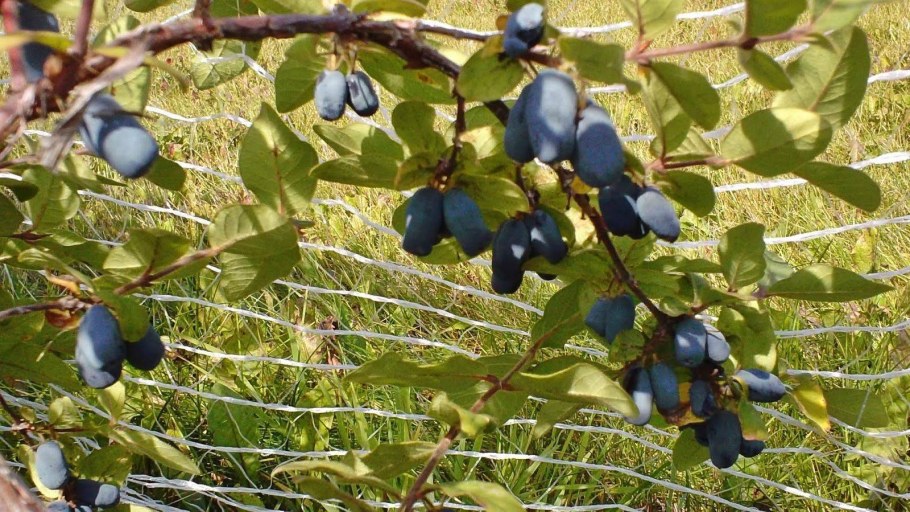 Жимолость съедобная