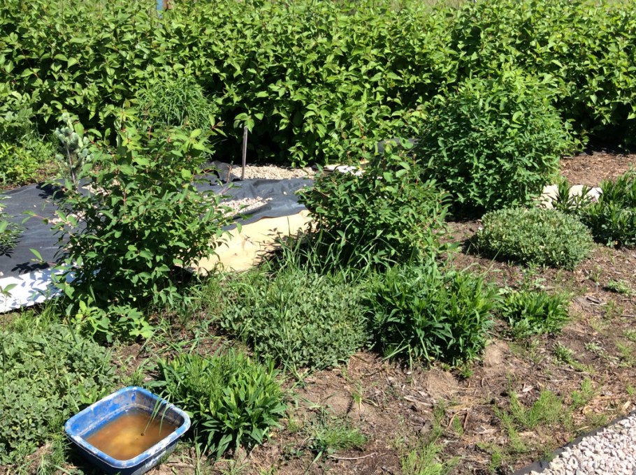 Мульча для жимолости