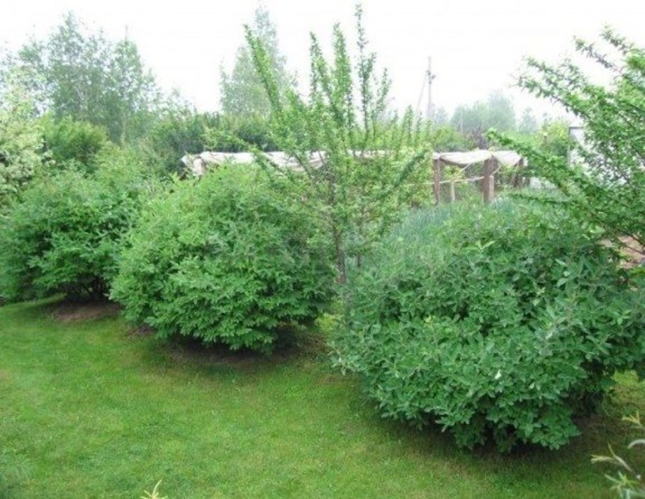 Жимолость съедобная кустарник