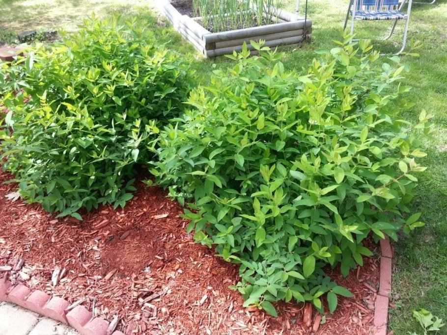 Жимолость Морена