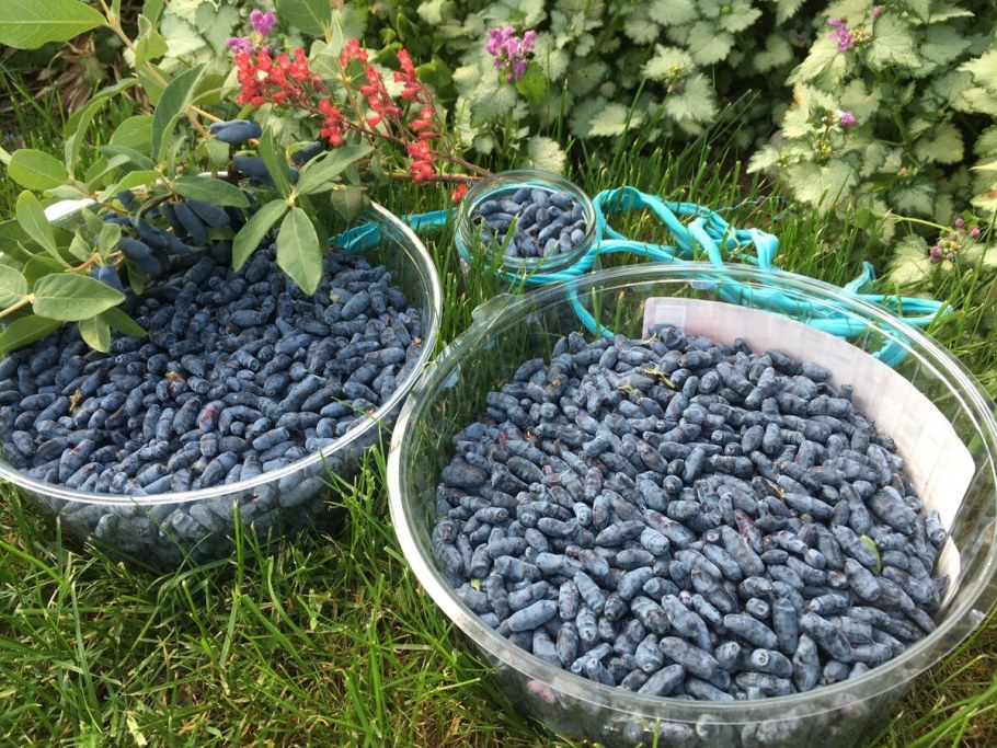 Огородная ягода жимолость