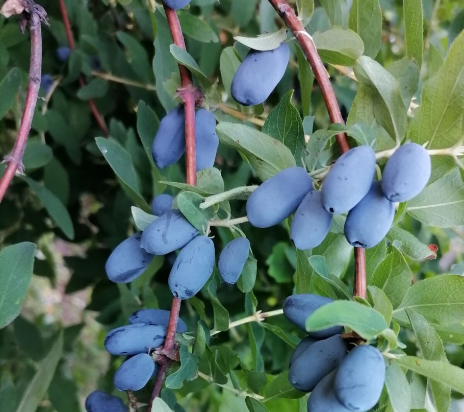 Жимолость Блю Треже