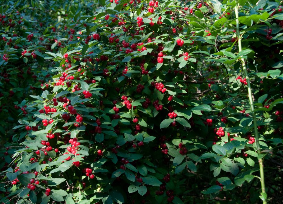 Жимолость Татарская каприфоль