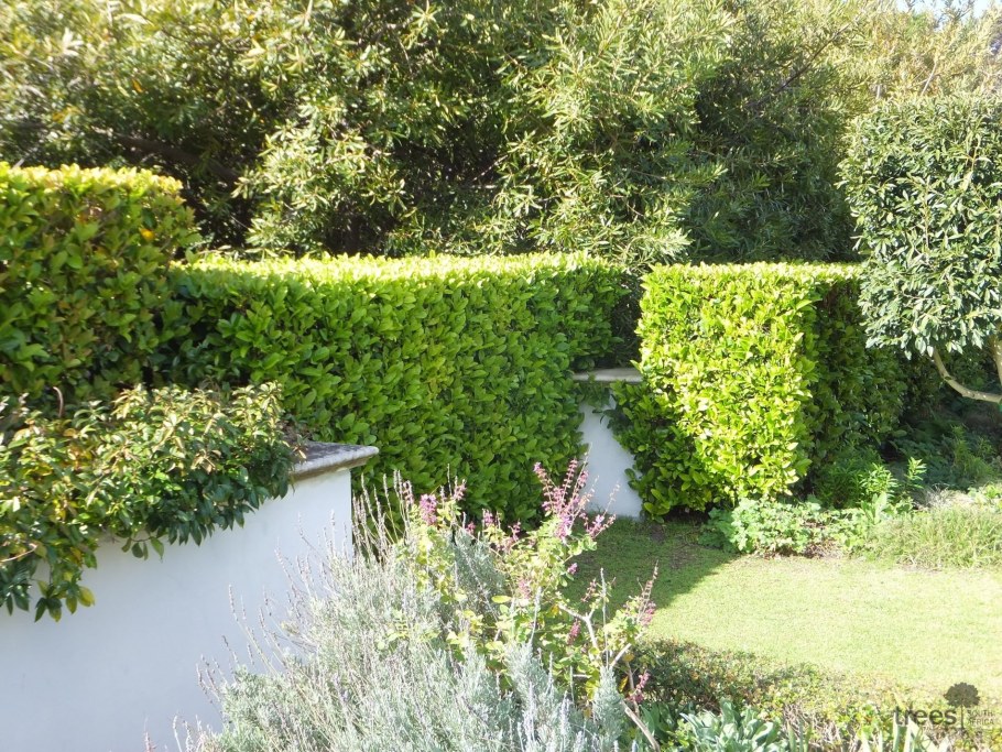 Жасмин Живая изгородь