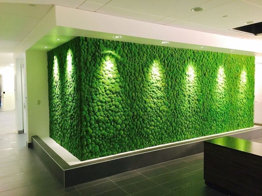 Фитостена мох стабилизированный