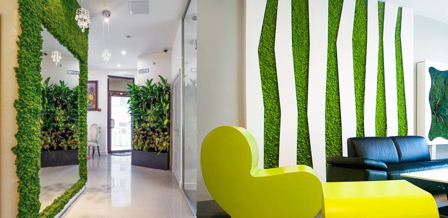 Фитостена самшит