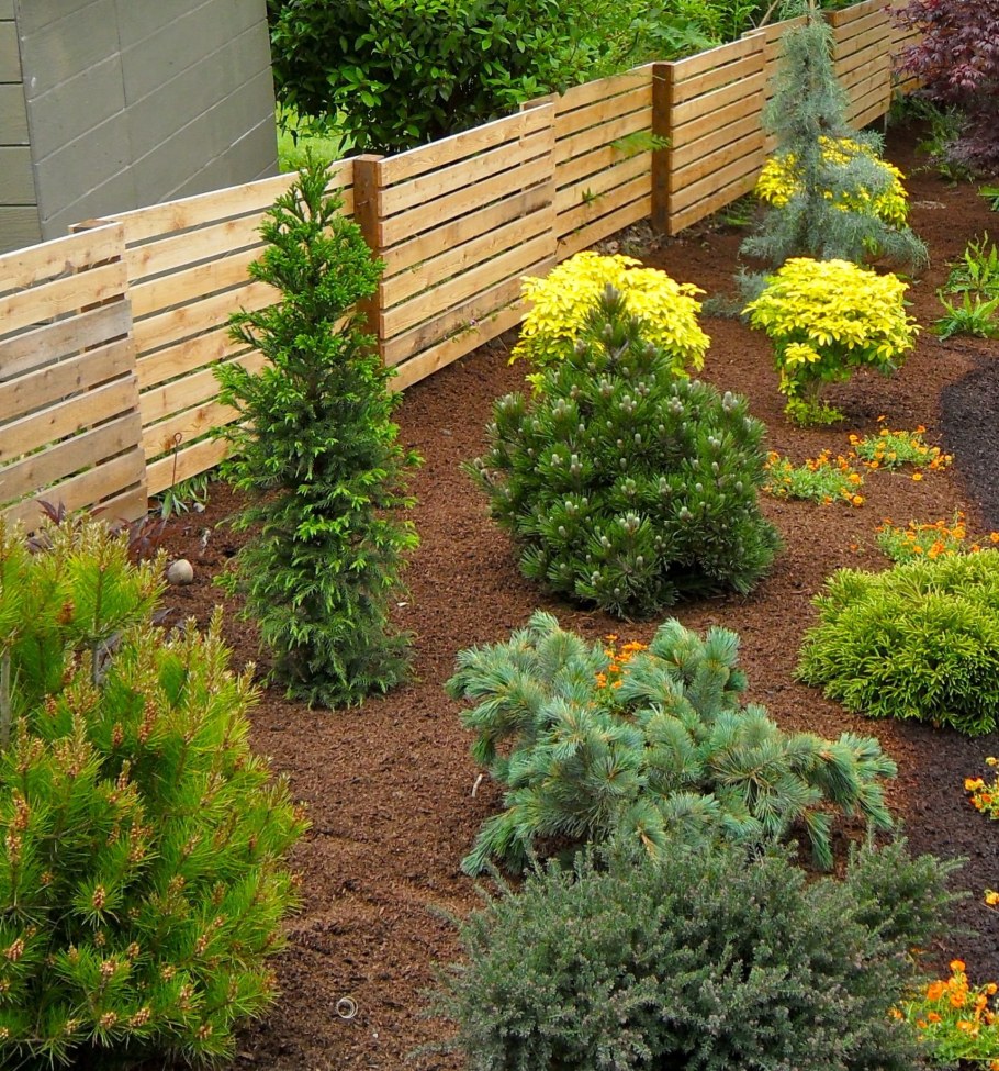 Мульчирование туи Смарагд