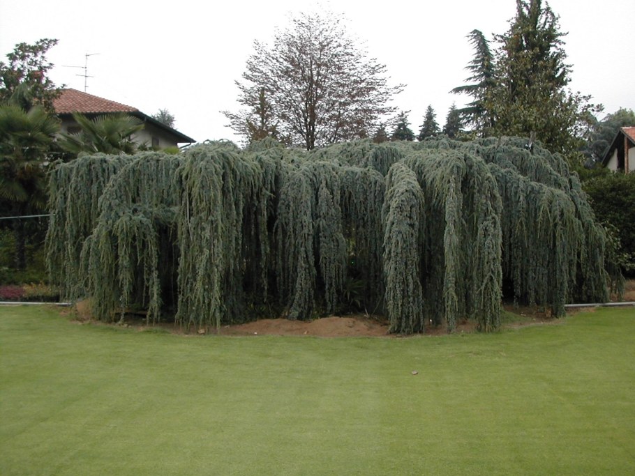 Ива Плакучий Гном