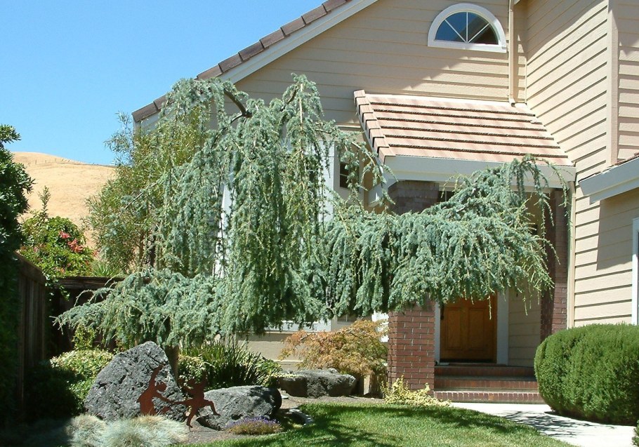 Можжевельник облонга Пендула