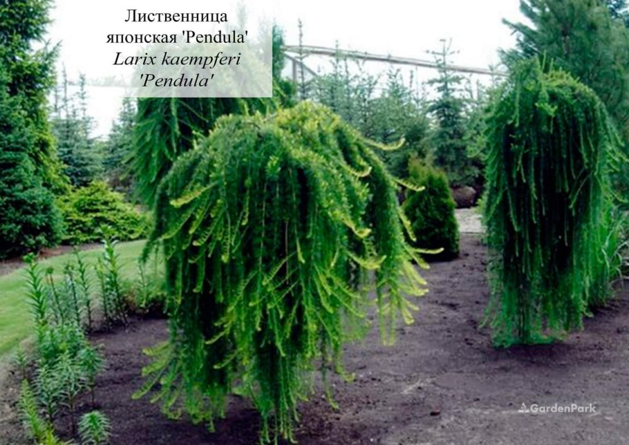 Лиственница Кемпфера Стиф Випер