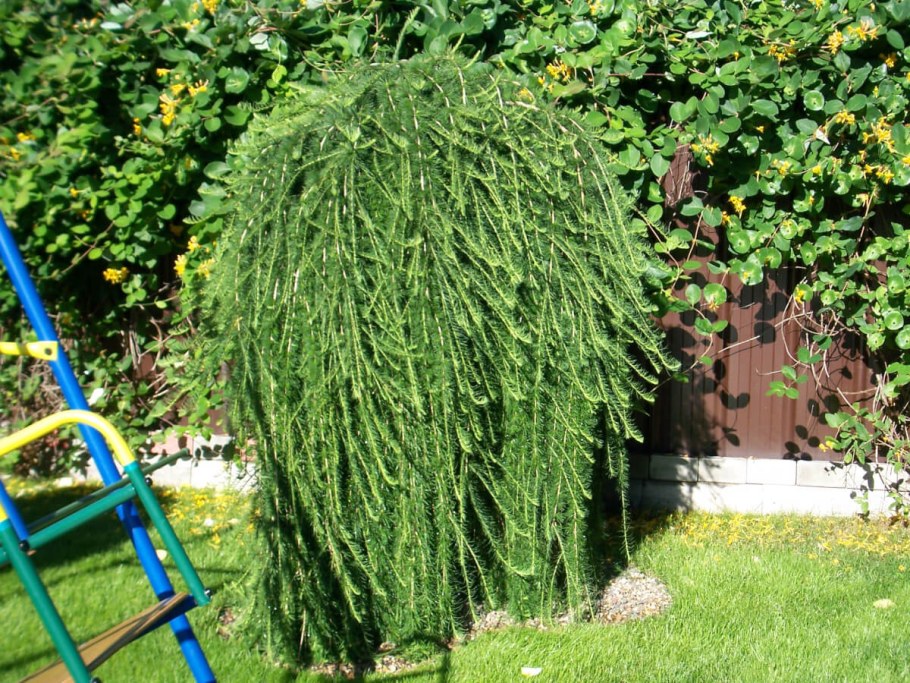 Ива пурпурная Пендула