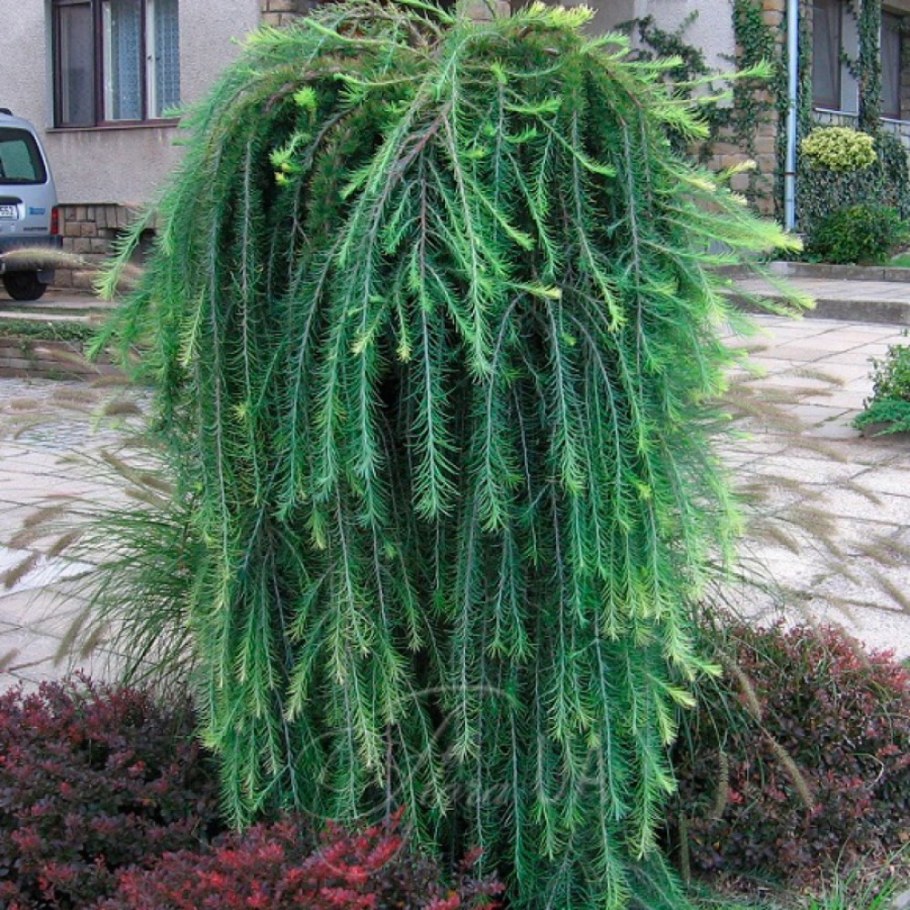 Лиственница европейская Larix decidua