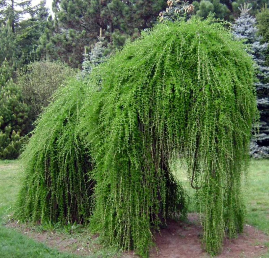 Лиственница европейская pendula