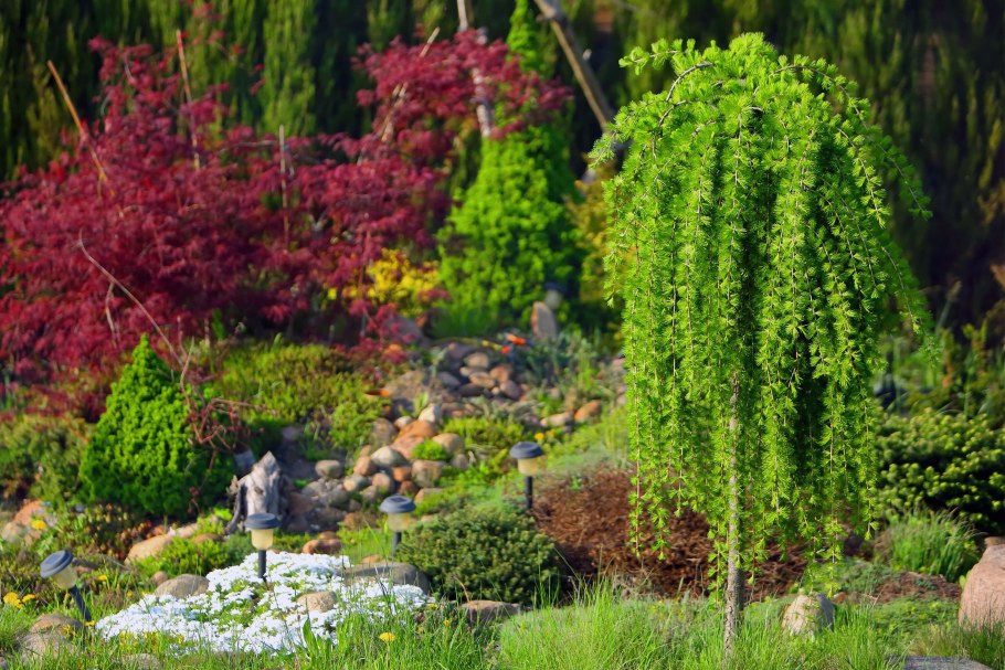 Лиственница японская Пендула