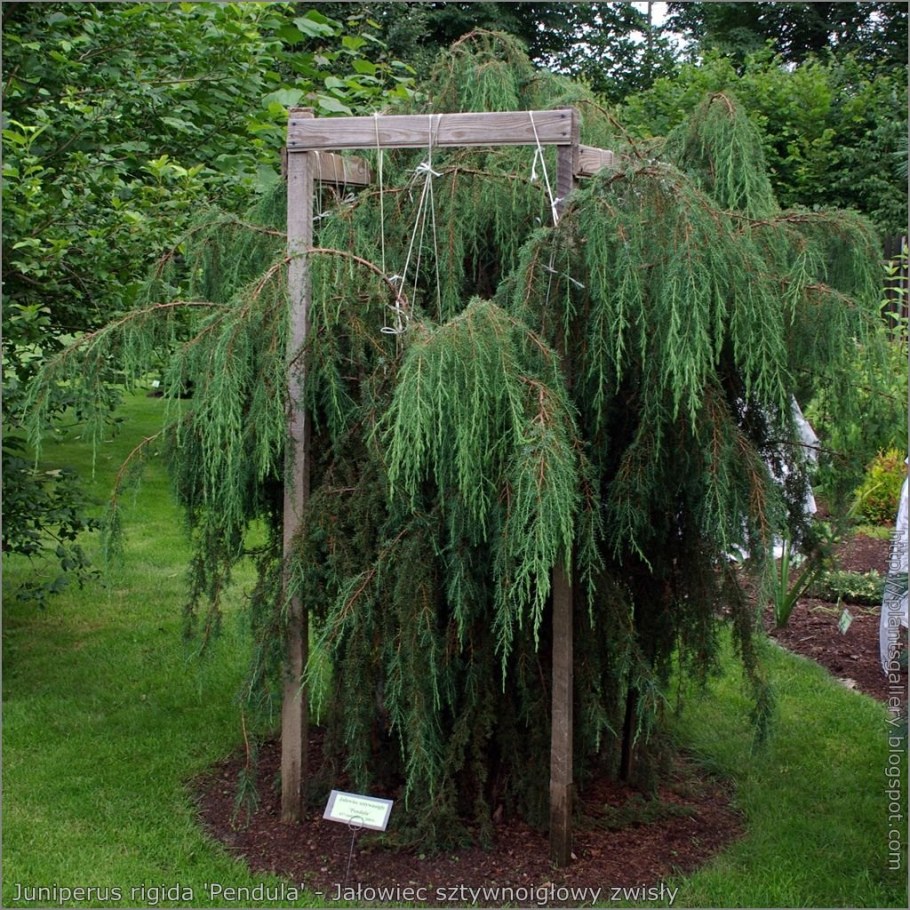 Лиственница европейская Пендула