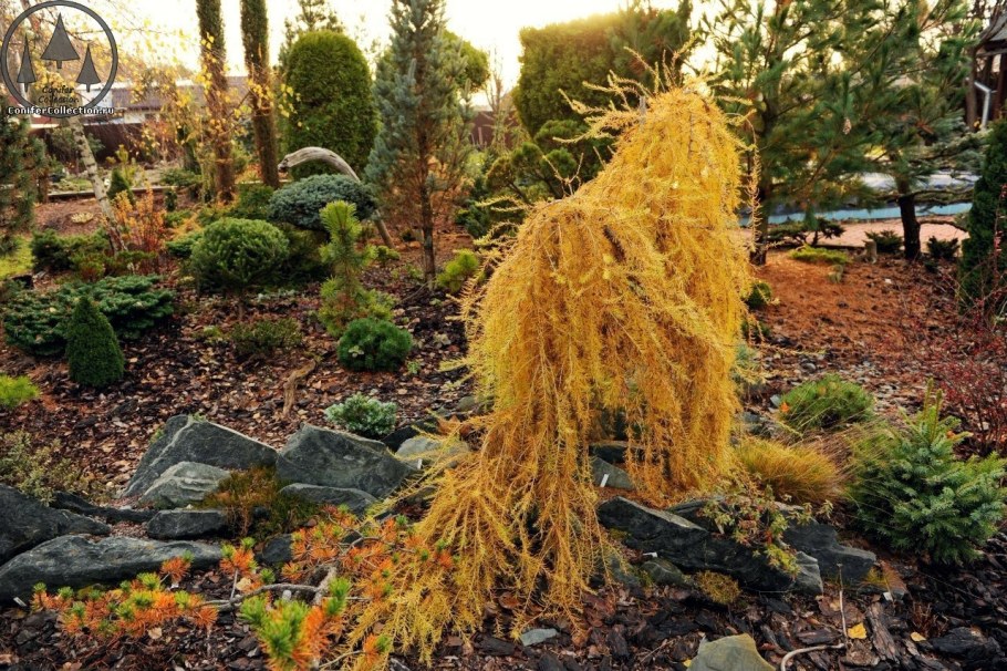 Лиственница европейская Пендула pendula