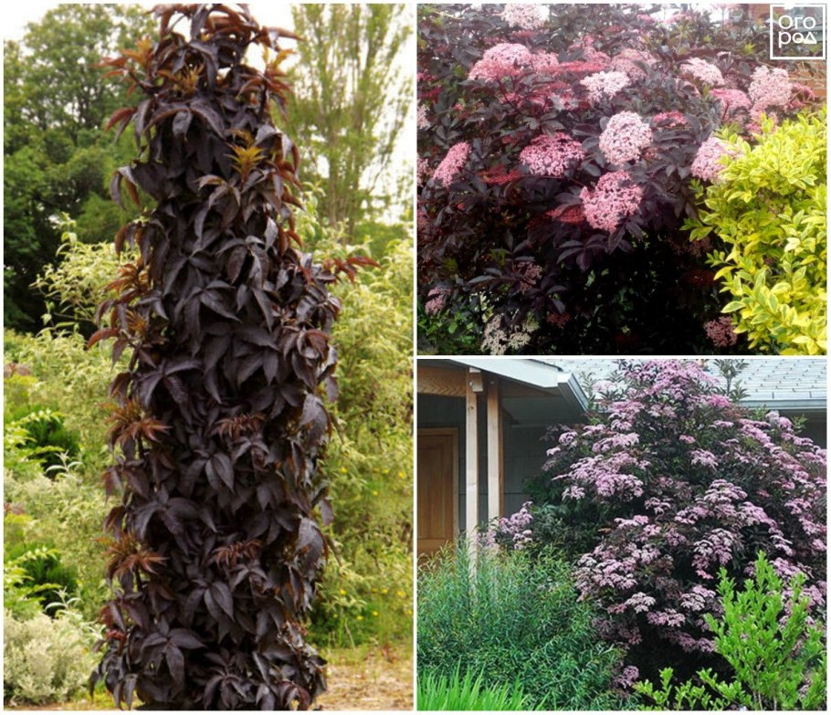 Бузина Блэк Тауэр