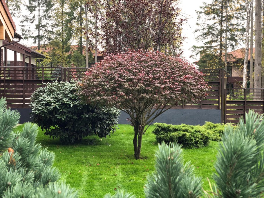 Бересклет крылатый на штамбе