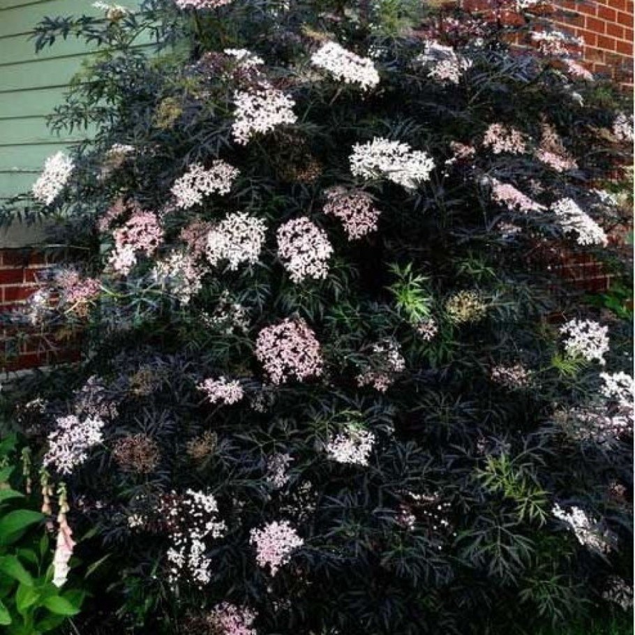 Бузина черная Блэк Бьюти