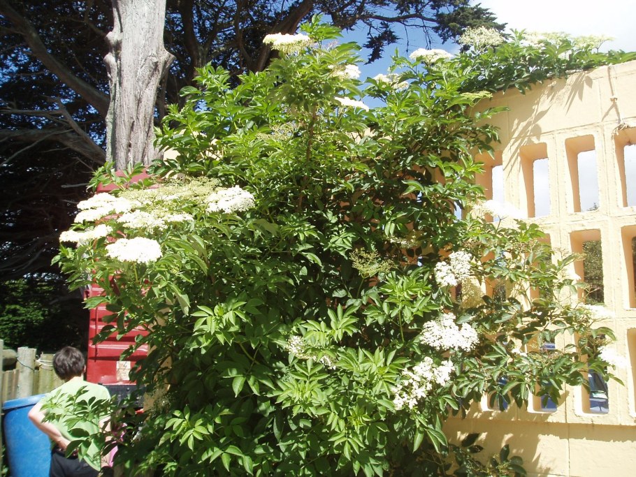 Бузина Ауреа