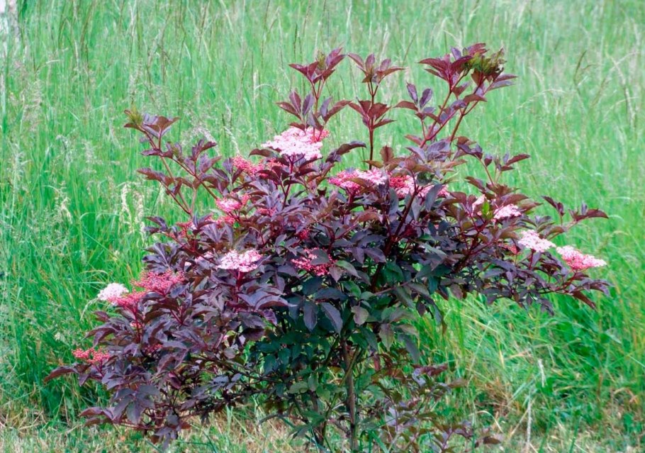 Бузина Блэк Тауэр