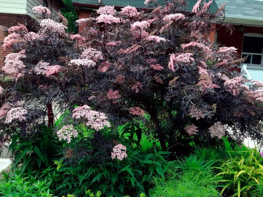 Бузина черная ева