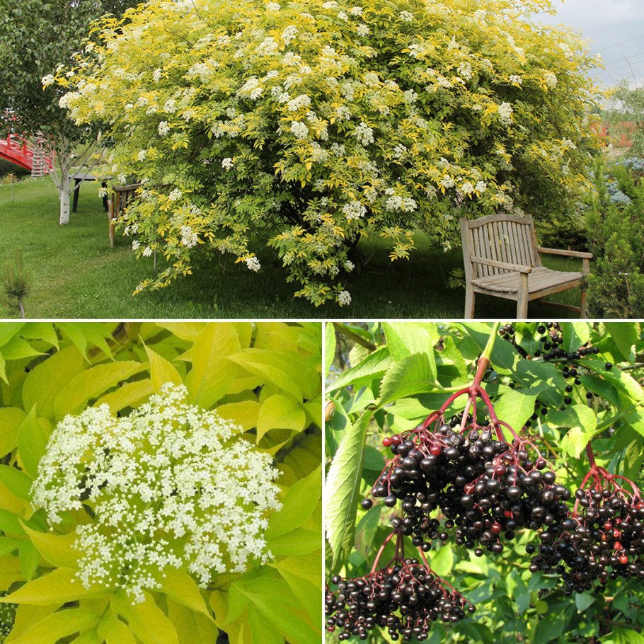 Бузина Sambucus nigra Aurea