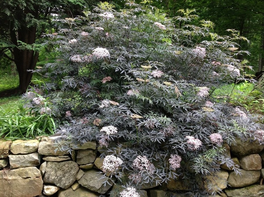 Бузина черная Блэк Лэйс ева