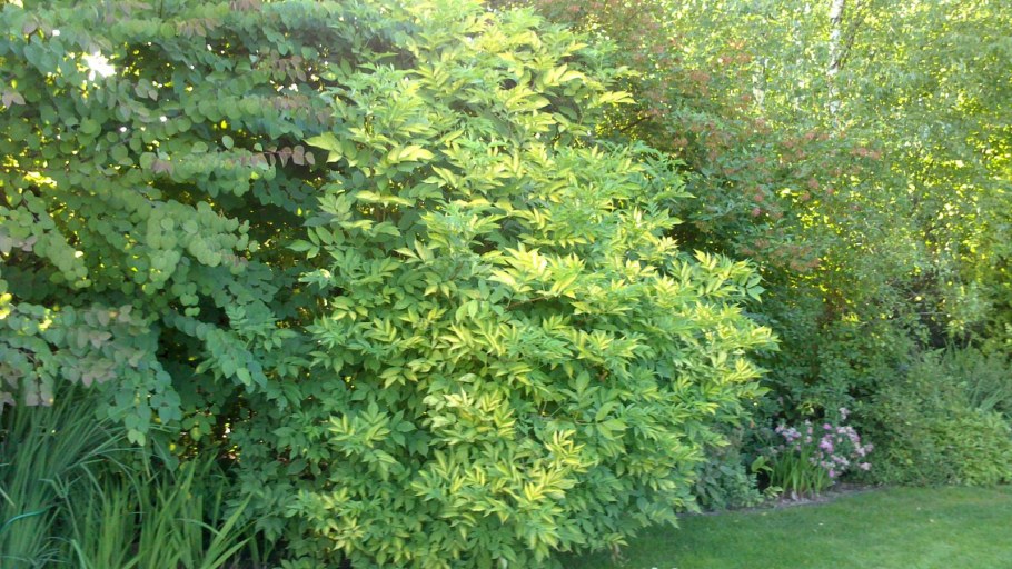 Бузина черная Лациниата