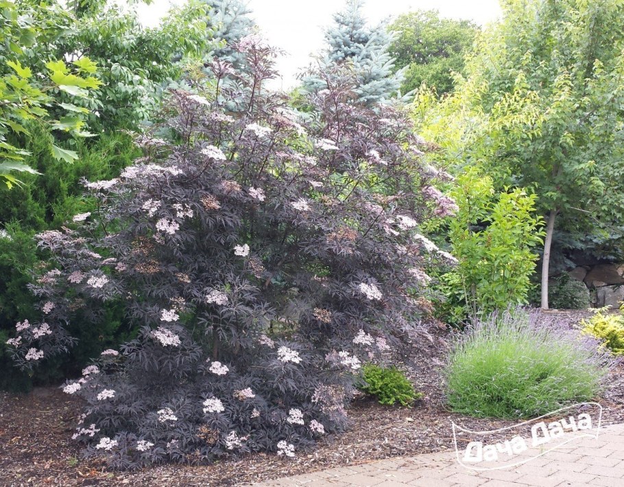 Бузина черная Black Beauty Gerda