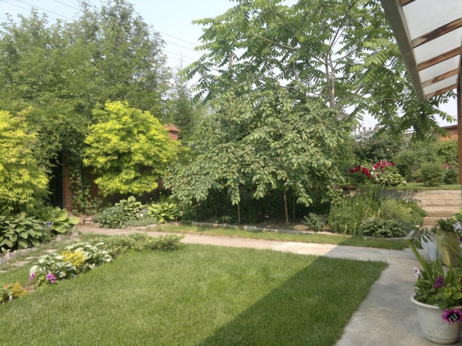 Маньчжурский орех Ботанический сад