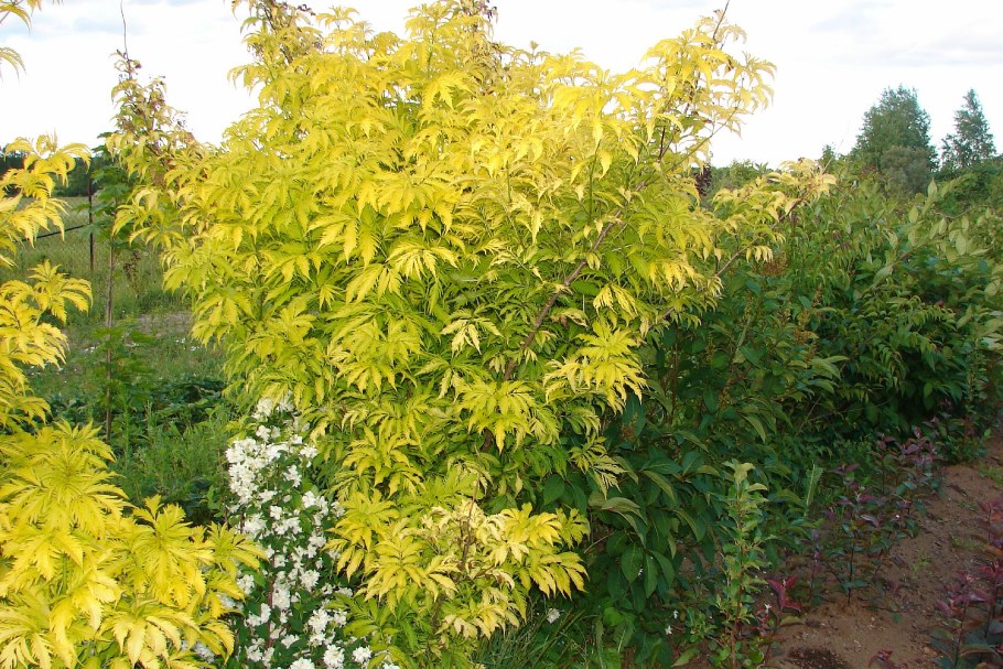 Бузина Плюмоза Ауреа