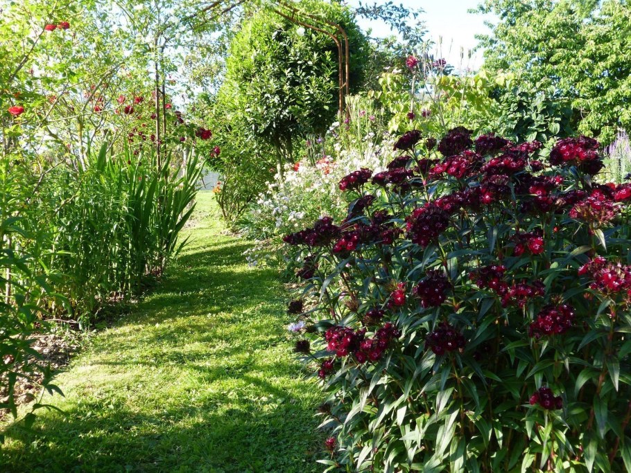 Бузина черная Блэк Бьюти (Black Beauty)