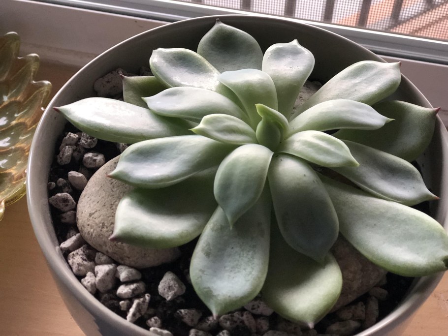 Суккулент эхеверия хавортия