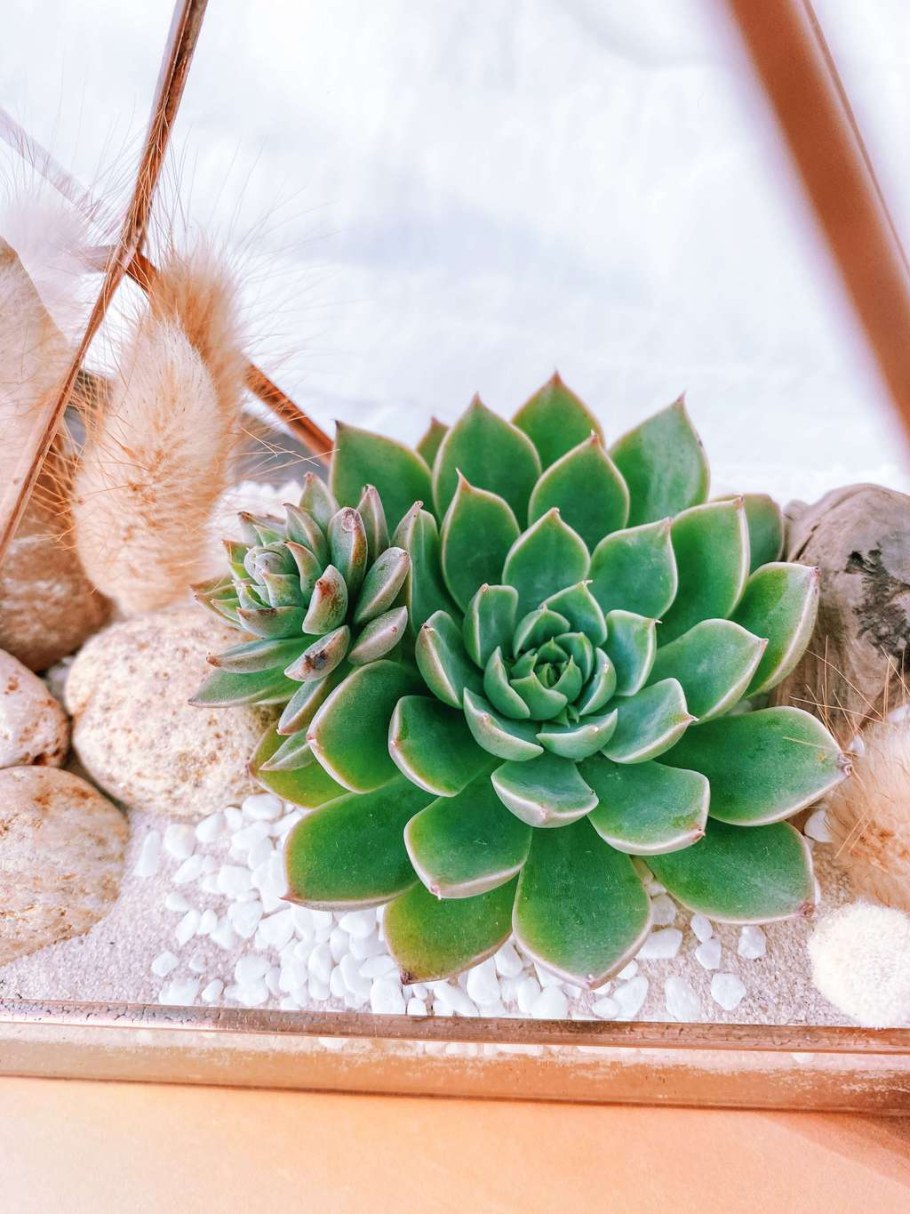 Эхеверия Гиббифлора