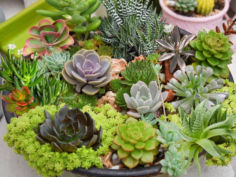 Эхеверия хавортия