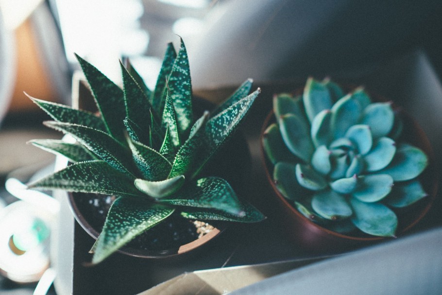 Хавортия полосатая