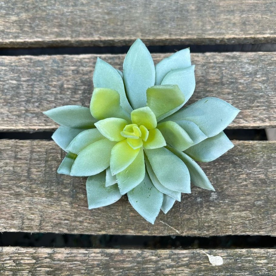 Эхеверия Сагита