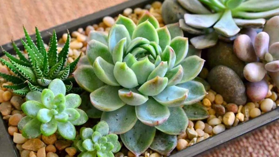 Суккулент эхеверия хавортия