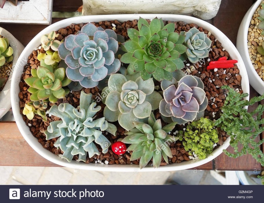 Суккуленты молодило каменная роза